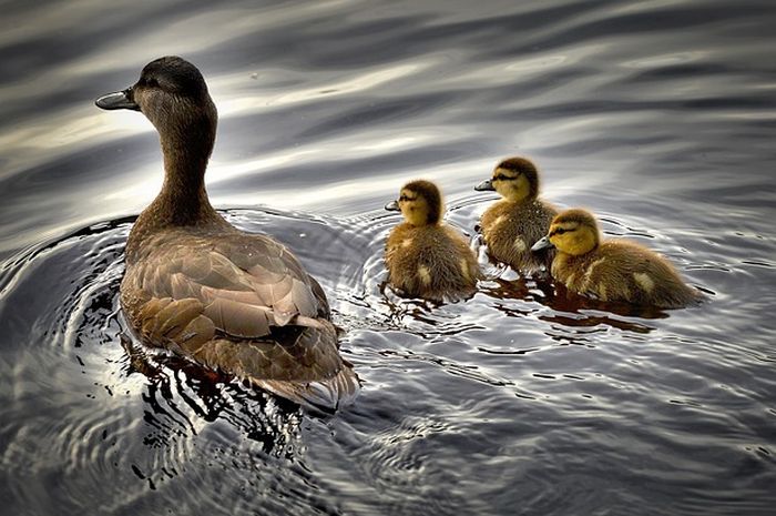 Meski merupakan hewan darat, bebek dapat beraktivitas di air.
