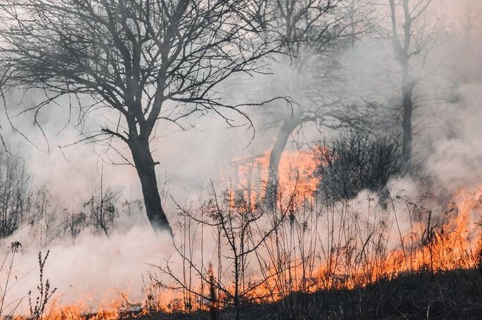 Kebakaran hutan dan penebangan hutan secara liar dapat menyebabkan