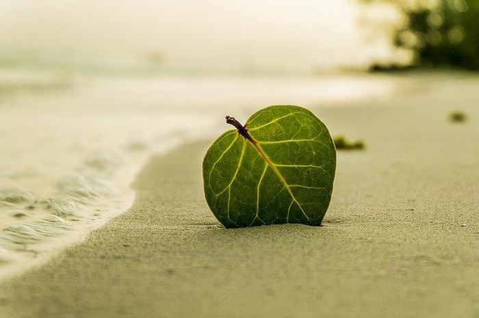 Kanada merupakan negara dengan garis pantai terpanjang di dunia. 