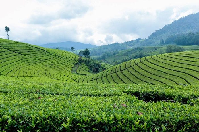 Berikut yang termasuk manfaat pohon teh adalah