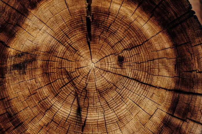 Jaringan meristem memiliki dua jenis kelompok, yaitu meristem primer dan sekunder.