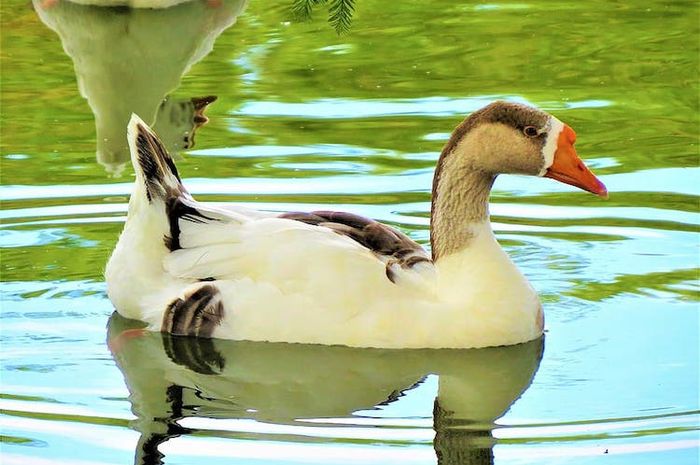 Berdasarkan tulang belakang kelompok hewan dibagi menjadi vertebrata dan avertebrata atau invertebrata.