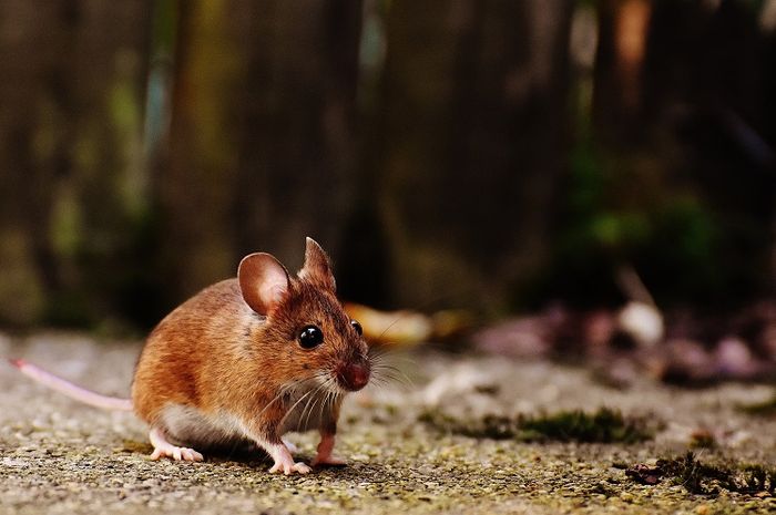 Tikus kanguru adalah hewan yang tidak butuh minum untuk bertahan hidup.
