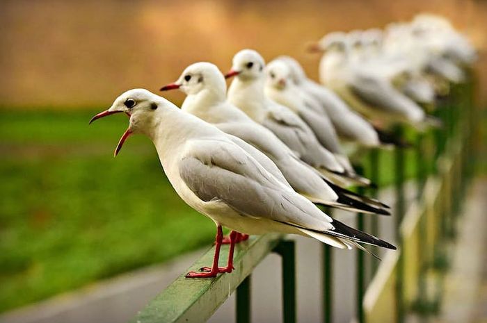 Hewan memiliki alat pengeluaran atau organ ekskresi masing-masing.