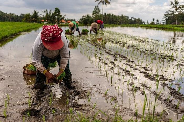 Dalam sebuah kehidupan masyarakat terdapat sistem stratifikasi sosial.