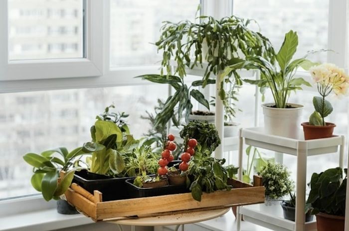 Ada beberapa jenis tanaman herbal yang cocok ditanam di dalam ruangan.