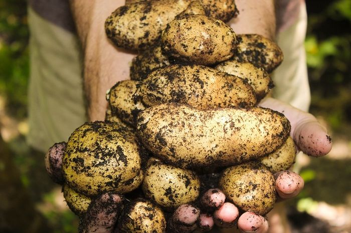 Umbi-umbian terdiri dari beberapa jenis dan manfaat yang berbeda untuk tubuh kita.