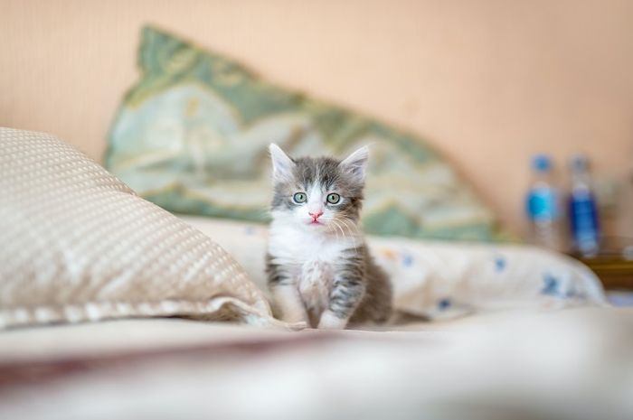Bulu kucing dapat membantu kucing untuk mengatur suhu tubuhnya.