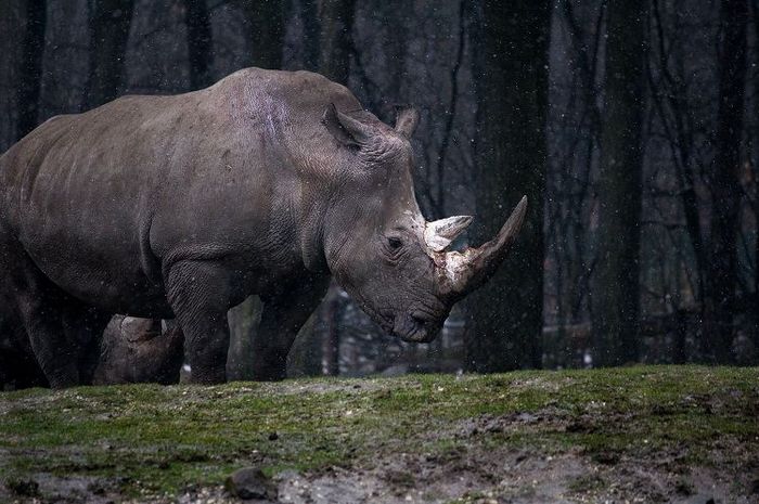 Membuat suaka margasatwa merupakan salah satu usaha yang bisa dilakukan dalam pelestarian fauna.