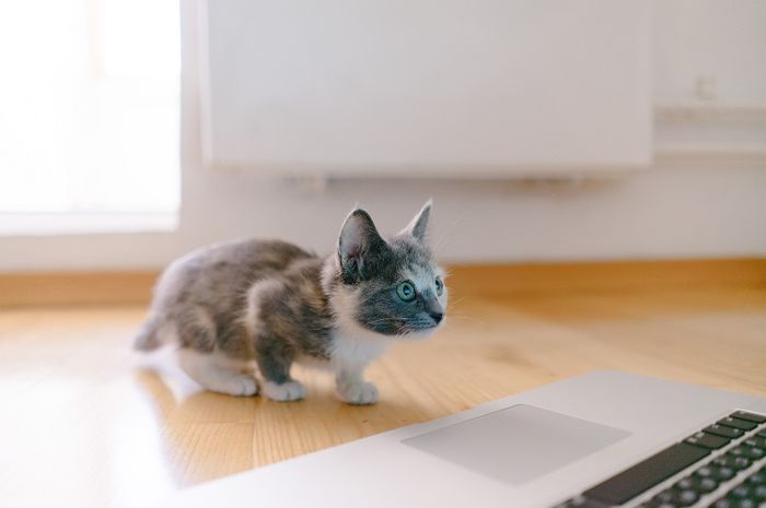 Memakaikan kucing kostum atau baju bisa berbahaya bagi kucing itu sendiri.
