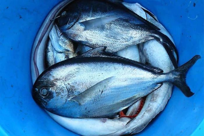 Ada beberapa jenis ikan yang tidak boleh dikonsumsi mengandung racun berbahaya bagi tubuh.