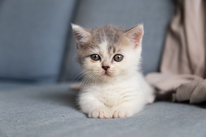 Anak kucing dalam bahasa Inggris disebut dengan kitten.