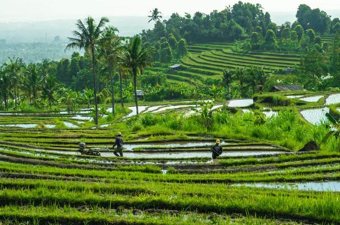 Kemampuan suatu negara untuk menghasilkan barang dan jasa tidaklah sama.