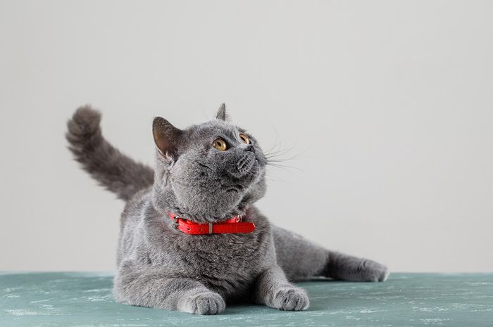 Pencernaan kucing tidak dapatmencerna susu sapi dengan baik.
