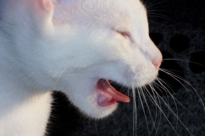 Kucing yang demam tidak boleh diberi paracetamol secara sembarangan. 