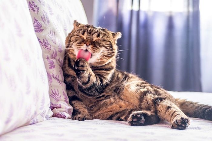 Lidah kucing memiliki pola yang kasar berbentuk seperti pengait.