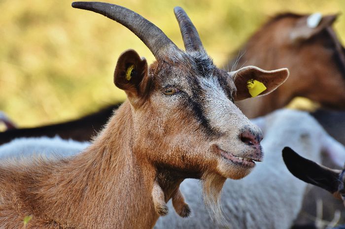 Kambing merupakan hewan yang suka berteman.
