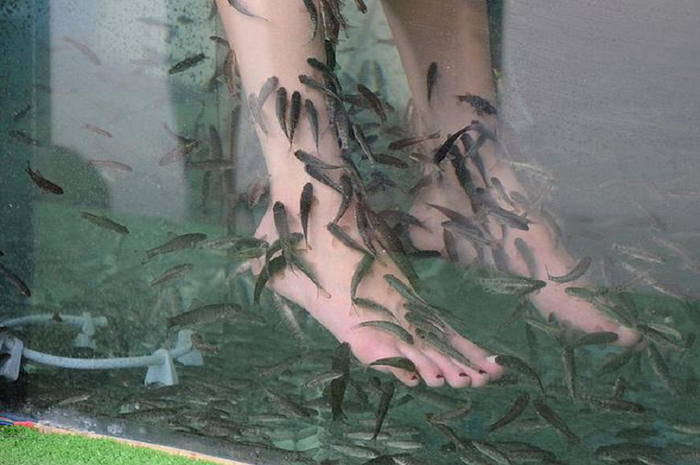 Ikan garra rufa banyak digunakan sebagai ikan terapi.