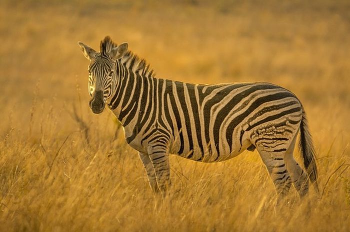 Setiap zebra memiliki suara yang berbeda.