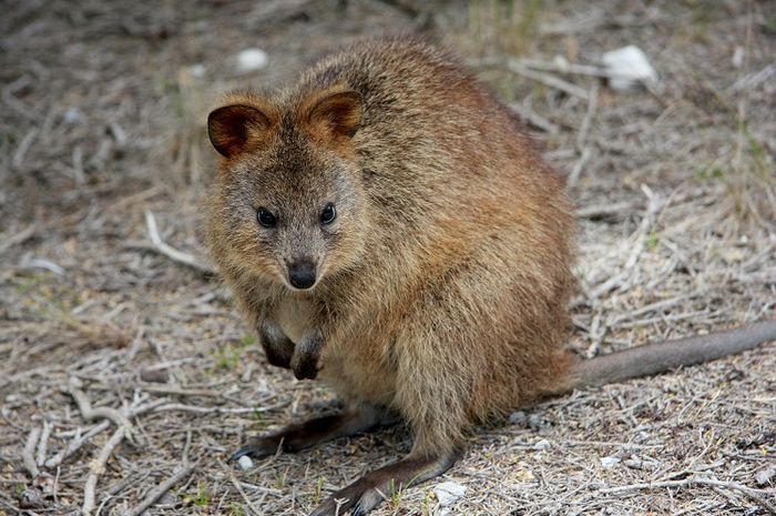 Quokka akan merasa bahagia jika bertemu dengan manusia.