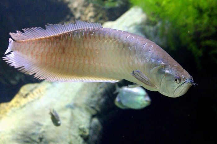 Ikan Arwana Brasil dibanderol sekitar dua juta.