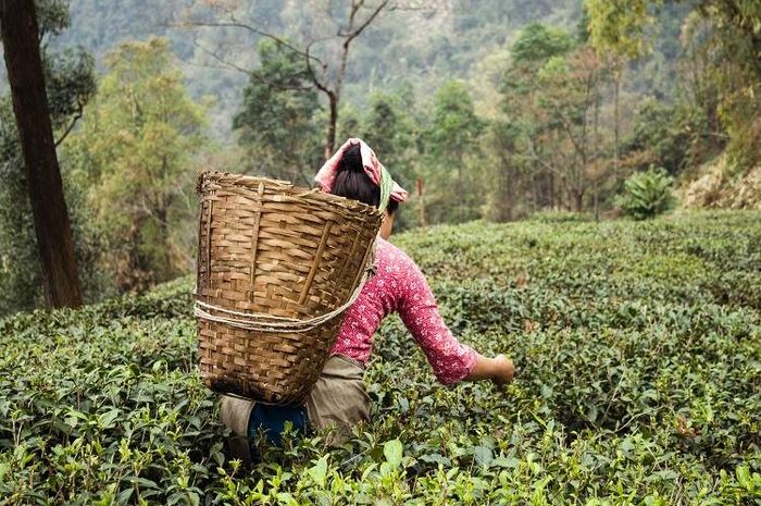 Perbedaan teh hijau dan teh hitam terjadi dikarenakan proses pembentukan daun teh yang berbeda.