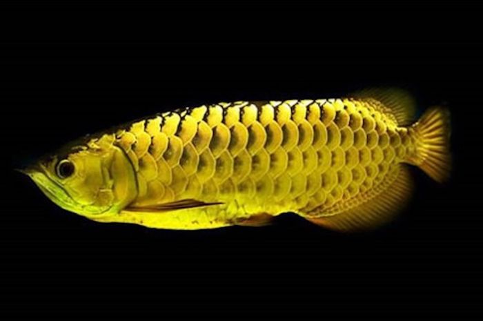 Ikan arwana CBG adalah salah satu ikan arwana populer yang dijual dengan harga tinggi.
