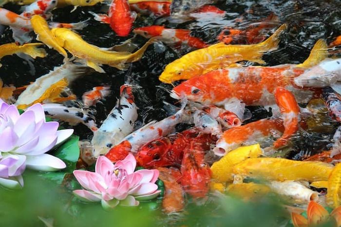 Ada berbagai jenis ikan koi salah satunya ikan koi slayer.