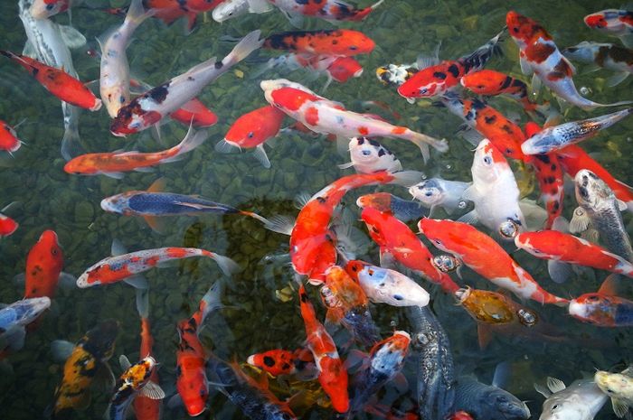 Ada berbagai jenis ikan koi kohaku.