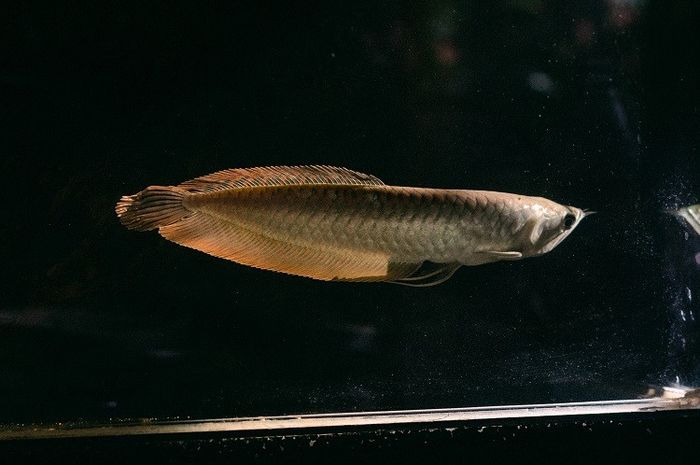 Terdapat berbagai jenis makanan ikan arwana yang dapat kita berikan.