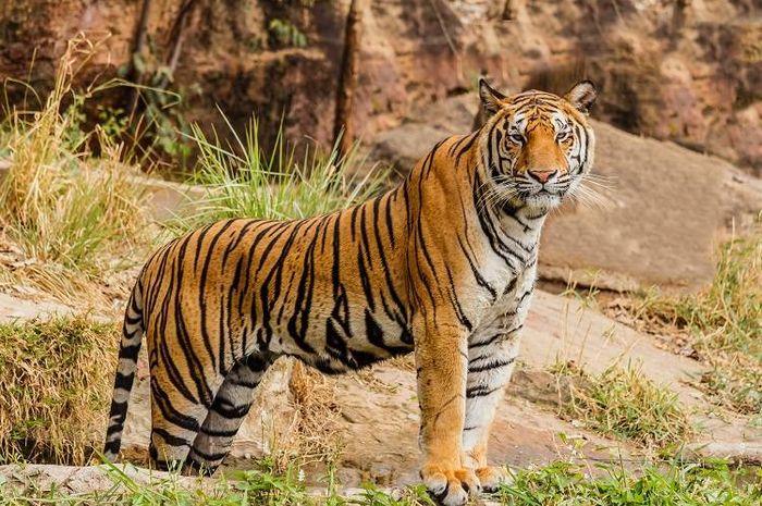 Harimau termasuk ke dalam keluarga kucing besar.