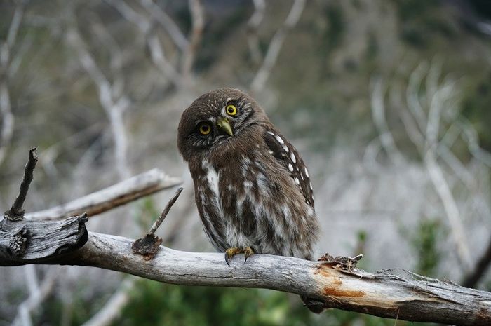 Burung hantu adalah jenis hewan nokturnal yang memiliki keunikan di bagian mata dan lehernya.