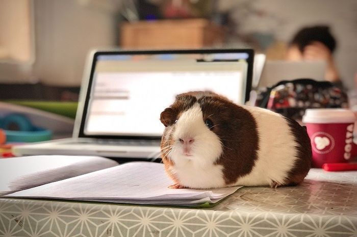 Marmut berasal dari famili cavidae yang berbeda dengan hamster.