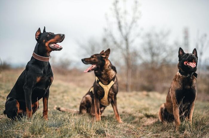 Belgian Malinois merupakan jenis anjing yang memiliki insting dasar untuk melindungi pemiliknya.