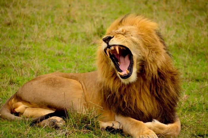 Hewan liar dalam bahasa Inggris disebut dengan wild animals.