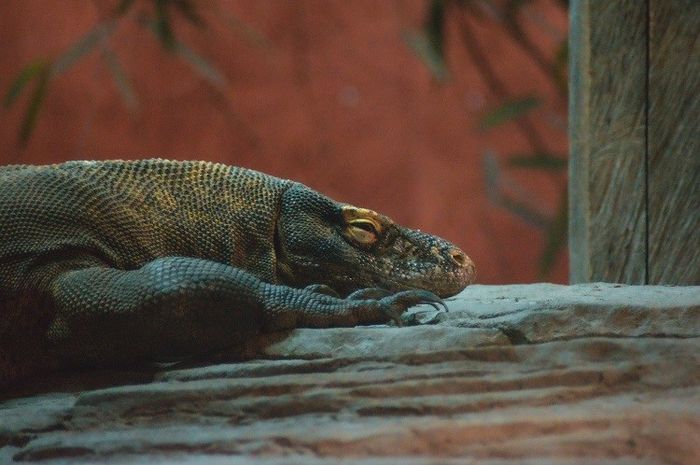 Komodo termasuk salah satu jenis hewan tipe peralihan di Indonesia.