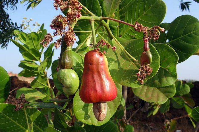 Buah jambu monyet juga sering disebut dengan jambu mete atau jambu mede.