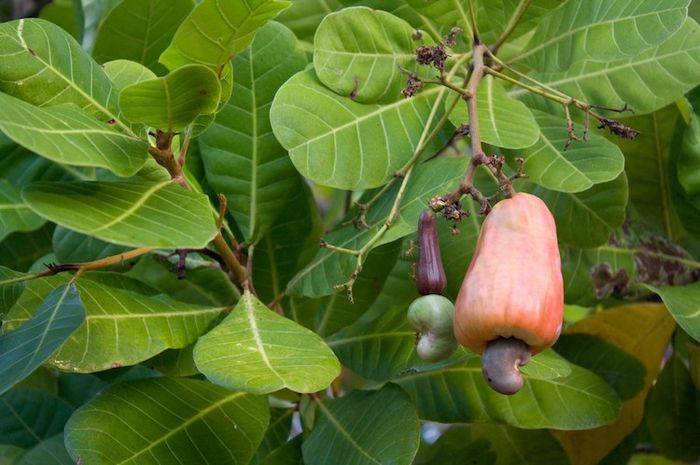Buah jambu monyet disebut juga dengan jambu mete atau mede.