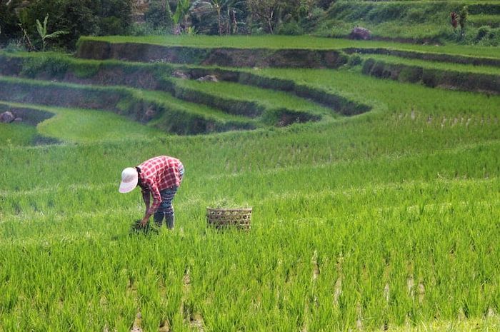 Setiap desa memiliki struktur desa yang berbeda-beda.