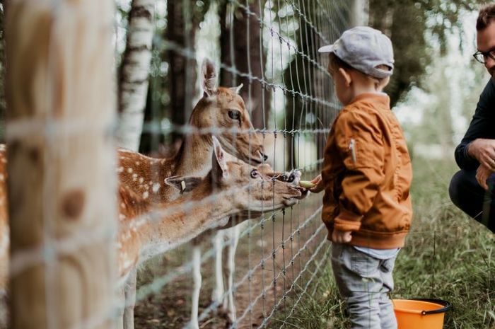 Dalam bahasa Inggris, kebun binatang disebut dengan zoo.
