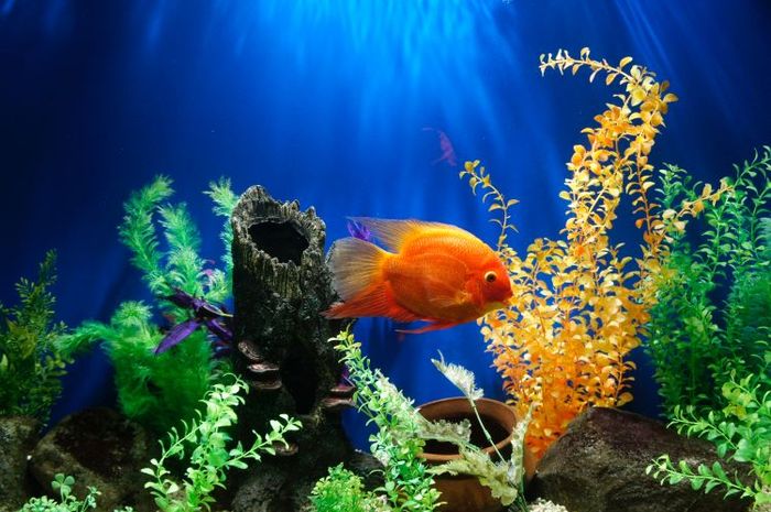 Jika diterjemahkan dalam bahasa Inggris, hewan laut disebut dengan sea animals.