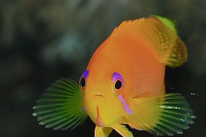 Ikan tidak berkedip karena tidak memiliki kelopak mata.