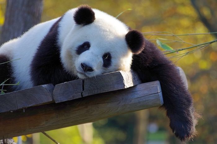 Warna hitam dan putih pada panda memiliki fungsi penting.