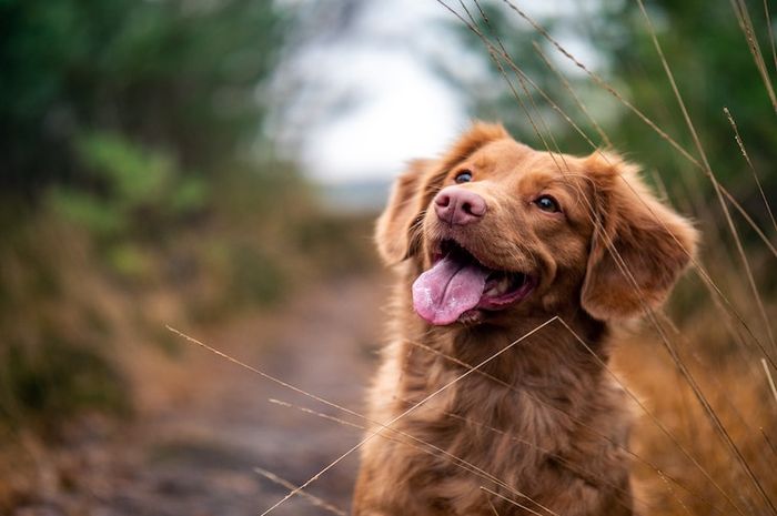 Anjing sering menjulurkan lidah dan tampak terengah-engah.