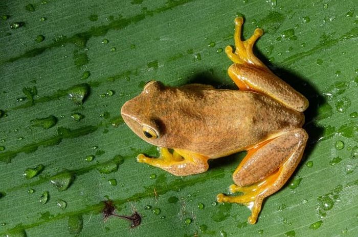 Katak gemar berbunyi nyaring selepas hujan.