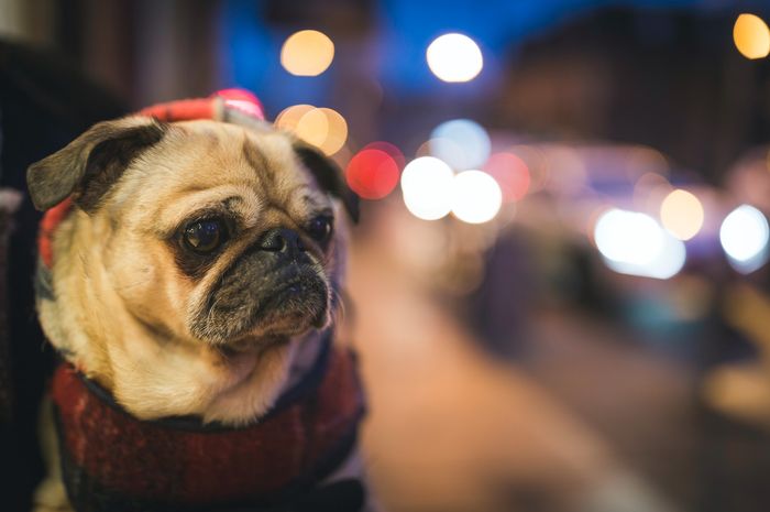 Anjing dapat melihat dengan baik dalam kondisi gelap ataupun minim cahaya.