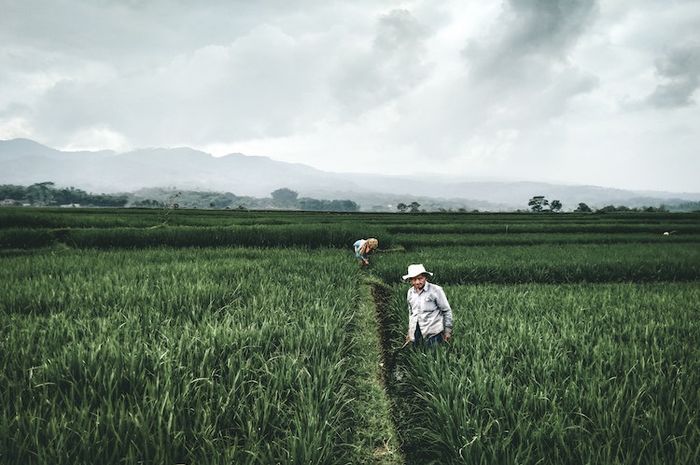 Petani adalah salah satu mata pencaharian masyarakat Indonesia.