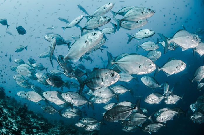 Ikan bergerak menggunakan siripnya.
