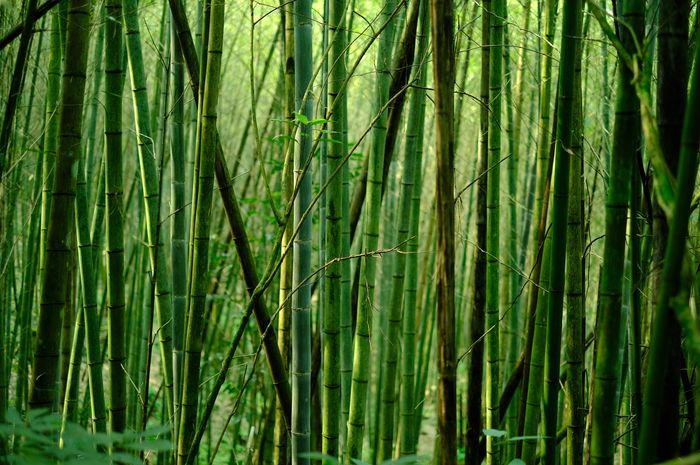 Bambu merupakan tumbuhan penghasil oksigen terbesar dibandingkan tumbuhan lainnya.