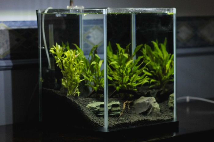 Aquascape merupakan seni menghias tanaman di dalam air.